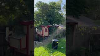 Cleaning vegetation off￼ fence line [upl. by Kendra]