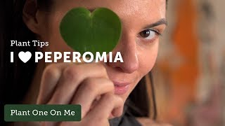 PEPEROMIA Care Tips — Ep 096 [upl. by Anawad]