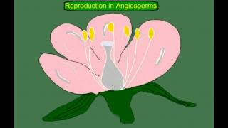 Angiosperm flowering plant Life Cycle [upl. by Euv]