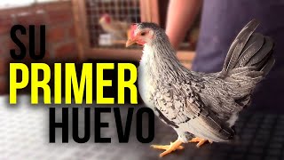 el PRIMER HUEVO de mi GALLINA KIKIRIKI  2021  KIKIRIKIS PERU 🐔 [upl. by Pudens]