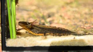 Triturus cristatus čolek velký 1582012 DSC0695 [upl. by Ma]