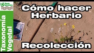 Cómo hacer un HERBARIO 🍃🍀 – 15  RECOLECCIÓN de plantas [upl. by Vasilek]