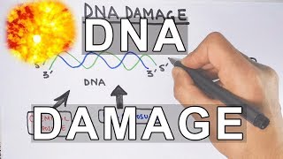 Overview of DNA Damage [upl. by Nedrah]