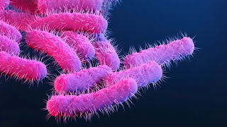 Learn about Shigellosis and its Medical Implications 3 Minutes [upl. by Llewellyn]