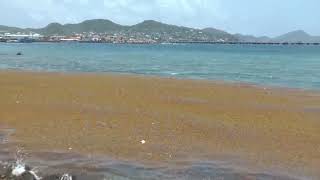 Large Deposits of Sargassum Seaweed  September 13 2023 [upl. by Odrautse]