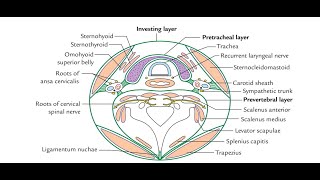 Anatomy of the Cervical fascia Modifications of superficial layer and deep layer of cervical fascia [upl. by Rimidalb960]