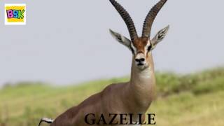 The Finger Family Song  Gazelle  English Nursery Rhymes For Kids [upl. by Lebazej345]