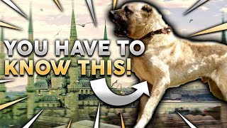 KANGAL 101 Everything You Need To Know About Owning A Turkish Kangal Puppy [upl. by Ahsetra]