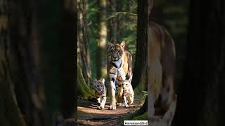 Majestic Cougar Strolls with Adorable Cubs  Rare Wildlife Moments in the Wild [upl. by Assirem]