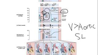 Wiggers Diagram [upl. by Ssyla]