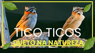 Lindo dueto de Tico ticos cantando na natureza para os amantes da espécie [upl. by Ettesel517]