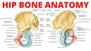 Hip Bone Anatomy [upl. by Natka897]