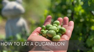 How To Eat A Cucamelon [upl. by Anwahsed]