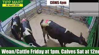 TIPPERARY TOWN MART 26th Apr 2024 Cattle [upl. by Lonee]