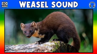 🦦 WEASEL SOUND  WEASEL CALL  WEASEL SOUND EFFECT  SOUND OF WEASEL  NOISE OF WEASEL [upl. by Krisha]