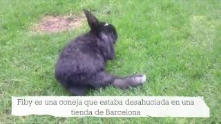 CAP17 VETERINARIO ONLINE operamos la pata de un conejo especial Fiby [upl. by Siuraj129]