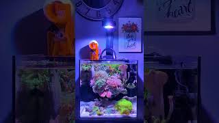 DALUA Pixel Fragger vs Pixel Reefer aquarium aquariumfish pixelperfection reef fishtank fish [upl. by Ttebroc]