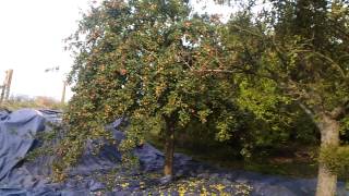 2013 shaking apples out of a tree onto a tarp [upl. by Blaire]