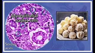 Salivary Gland Histology [upl. by Gordan]