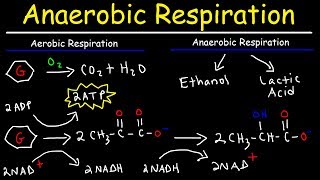 Aerobic vs Anaerobic Respiration  Lactic Acid and Ethanol Fermentation [upl. by Leseil]