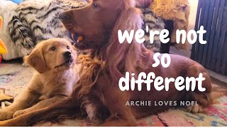 Archie  In Life and Love Were Not So Different  Irish Setter and Golden Retriever Puppy [upl. by Ycniuq]