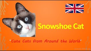 Snowshoe Cat quotCute Cats from Around the Worldquot [upl. by Dimitri198]