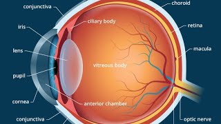 CLASS 10 Hypermetropia HyperopiaFarsightednessor Longsightedness [upl. by Sirama728]