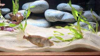 How to care for the Tetraodon Miurus [upl. by Grayce]