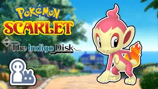 Mini Shiny Chimchar Hunting  Pokemon Scarlet [upl. by Lehet]