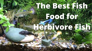 The Best Fish Food for Herbivore Fish [upl. by Janaya]