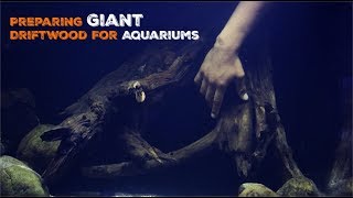 How To Prepare Large Driftwood For Aquariums [upl. by Doxia]