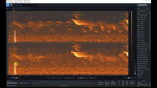 Tuto 2  supprimer des défauts dans izotope rx 8 audio sons de la nature field recording [upl. by Beaufort]