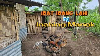 Pakain naman sa mga Inahing Manok  Tata Lapiz Channel [upl. by Zinn]