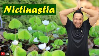 Nictinastia  Tipos de Nastismo  Movimentos Vegetais  Fisiologia Vegetal [upl. by Dnamron308]