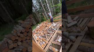 Woodshed build to prepare for bad times treefarm woodshed shorts [upl. by Noemys]