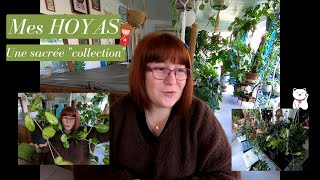 MES HOYAS 🌿Une sacrée collection🌿Jai vraiment sous estimé le nombre de plantes que jai [upl. by Addie]