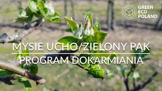 Mysie uchozielony pąk  Program dokarmiania [upl. by Sutton]