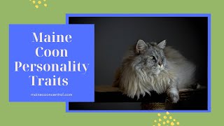 Maine Coon Cats 101 Personality Facts [upl. by Feigin]