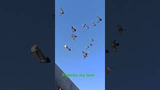 Pigeons flying in good mood pigeon kabootar [upl. by Donelu]