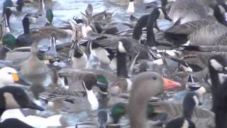 Wild Swan Feed WWT Slimbridge [upl. by Nnyleimaj]