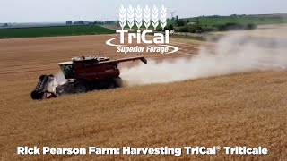 Rick Pearson Farm Idaho Harvesting TriCal® Triticale [upl. by Carper]