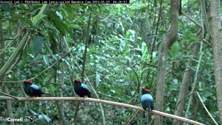 Lancetailed Manakins Practice Elaborate Dance Routines In Panama  March 29 2023 [upl. by Ahset]