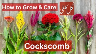 Growing Celosia from Seed You Need to Know THIS [upl. by Trauner]