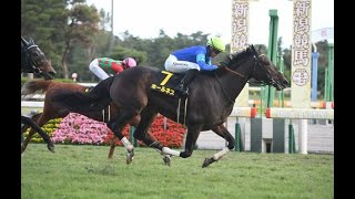 20241020 競馬ﾚｰｽﾄﾋﾟｯｸ 13【西塚騎手日曜ﾒｲﾝ好調】24新潟牝馬S T2200 OP ホールネス [upl. by Letniuq]