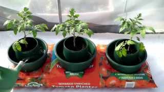 Sow Along Planting Tomatoes in a Grow Bag  Week 9 [upl. by Waylan611]