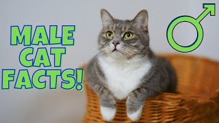 12 Surprising Facts About Male Cats 9 is Disturbing [upl. by Grail544]