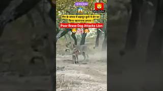 Brave dog made a dangerous attack on a lion in the Gir forest 😱🐕 girforest gujrat viral shorts [upl. by Ahsitra325]