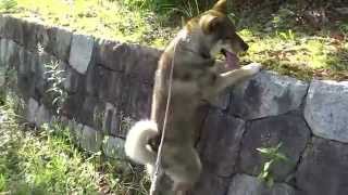 20150520Shikoku dog protected Japanese dog species quotまるうMaruuquot performs rockclimbing [upl. by Pepito]