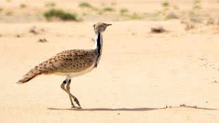 Houbara Bustard  The Asian Houbara Bustard  Endangered Desert Bird [upl. by Rawley386]