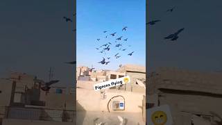 pigeons flying 😁subscribe youtubeshorts pigeons [upl. by Bertle220]